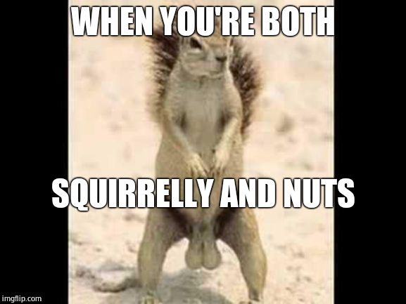 Squirrel nuts | WHEN YOU'RE BOTH SQUIRRELLY AND NUTS | image tagged in squirrel nuts | made w/ Imgflip meme maker