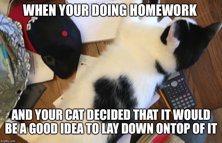 WHEN YOUR DOING HOMEWORK; AND YOUR CAT DECIDED THAT IT WOULD BE A GOOD IDEA TO LAY DOWN ONTOP OF IT | image tagged in funny cats | made w/ Imgflip meme maker