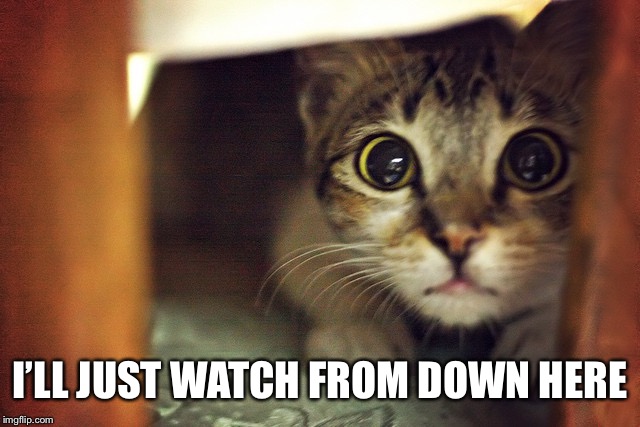 Cat Hiding Scared | I’LL JUST WATCH FROM DOWN HERE | image tagged in cat hiding scared | made w/ Imgflip meme maker