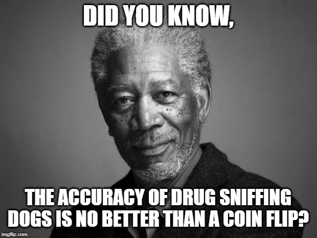 Morgan Freeman | DID YOU KNOW, THE ACCURACY OF DRUG SNIFFING DOGS IS NO BETTER THAN A COIN FLIP? | image tagged in morgan freeman | made w/ Imgflip meme maker