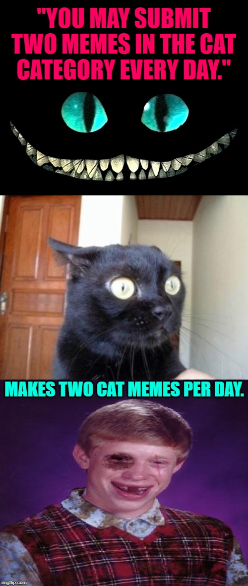 Scared Cat | "YOU MAY SUBMIT TWO MEMES IN THE CAT CATEGORY EVERY DAY."; MAKES TWO CAT MEMES PER DAY. | image tagged in scared cat | made w/ Imgflip meme maker