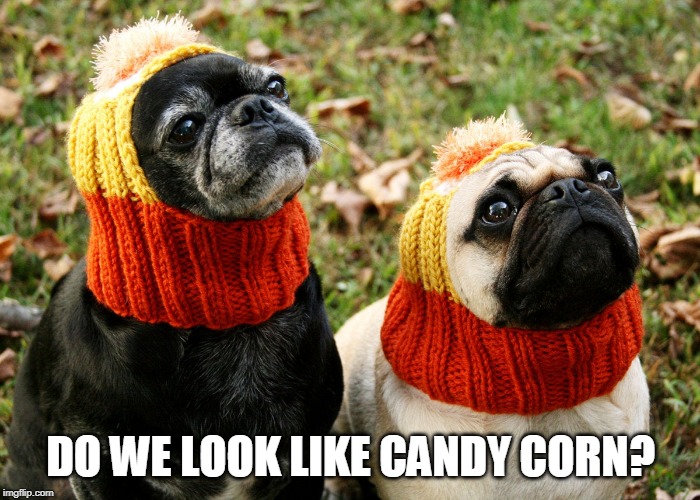 CUTE CANDY CORN | DO WE LOOK LIKE CANDY CORN? | image tagged in candy corn,spooktober,doge,dogs | made w/ Imgflip meme maker