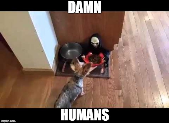 SPOOKY FOOD BOWL | DAMN; HUMANS | image tagged in spooktober,dogs | made w/ Imgflip meme maker