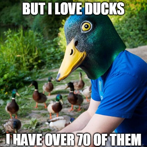 BUT I LOVE DUCKS I HAVE OVER 70 OF THEM | made w/ Imgflip meme maker