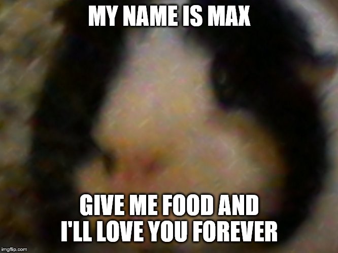 my name is max | MY NAME IS MAX; GIVE ME FOOD AND I'LL LOVE YOU FOREVER | image tagged in max the piggie | made w/ Imgflip meme maker