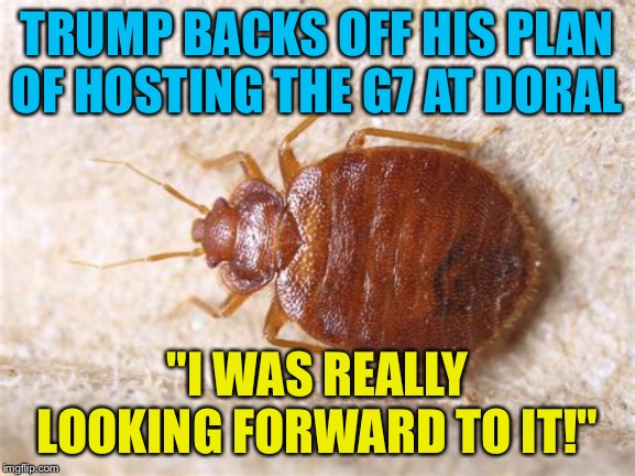 Enoluments bug? | TRUMP BACKS OFF HIS PLAN OF HOSTING THE G7 AT DORAL; "I WAS REALLY LOOKING FORWARD TO IT!" | image tagged in bedbug | made w/ Imgflip meme maker