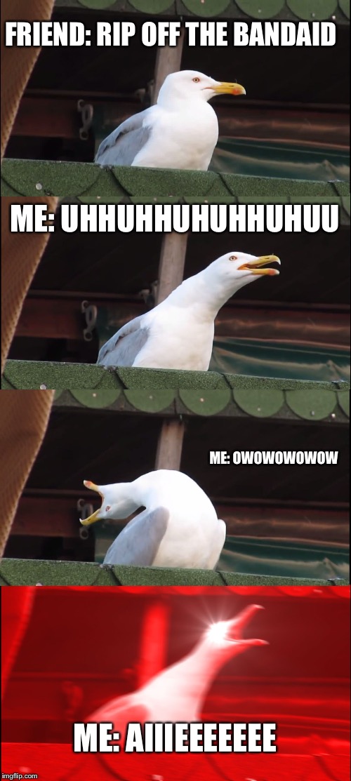 Inhaling Seagull Meme | FRIEND: RIP OFF THE BANDAID; ME: UHHUHHUHUHHUHUU; ME: OWOWOWOWOW; ME: AIIIEEEEEEE | image tagged in memes,inhaling seagull | made w/ Imgflip meme maker