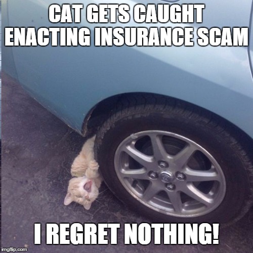 Scamming kitty | CAT GETS CAUGHT ENACTING INSURANCE SCAM; I REGRET NOTHING! | image tagged in cat,scam,car,evil cat | made w/ Imgflip meme maker