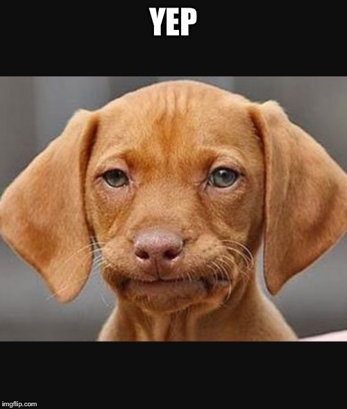 Straight face dog | YEP | image tagged in straight face dog | made w/ Imgflip meme maker