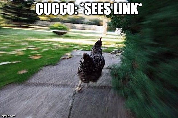Chicken Running | CUCCO: *SEES LINK* | image tagged in chicken running | made w/ Imgflip meme maker