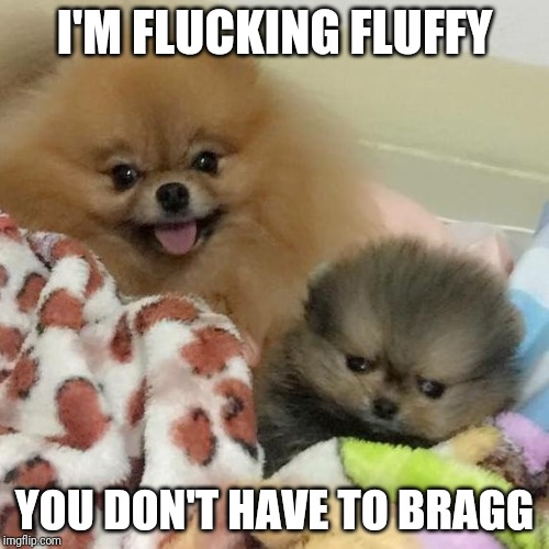 I Hate Life Pupper | I'M FLUCKING FLUFFY; YOU DON'T HAVE TO BRAGG | image tagged in i hate life pupper | made w/ Imgflip meme maker