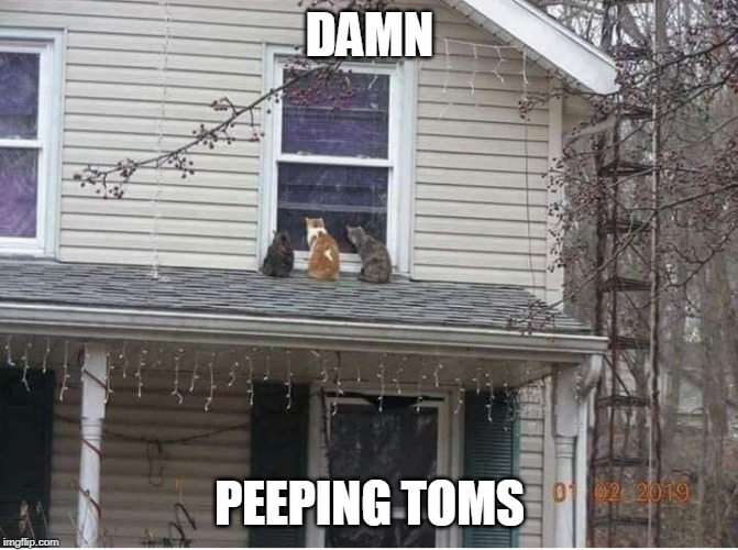 WHAT ARE THEY LOOKING AT? | DAMN; PEEPING TOMS | image tagged in cats | made w/ Imgflip meme maker