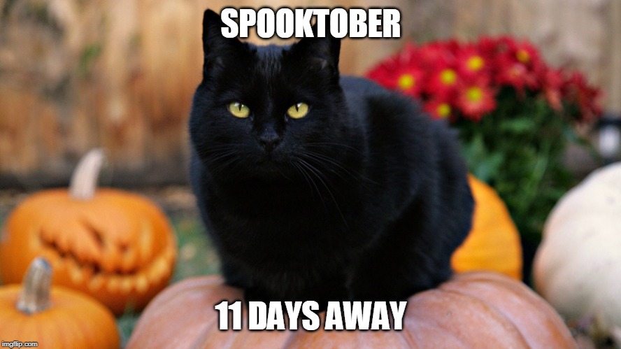 HALLOWEEN IS ALMOST HERE! | SPOOKTOBER; 11 DAYS AWAY | image tagged in halloween,spooktober,cats | made w/ Imgflip meme maker