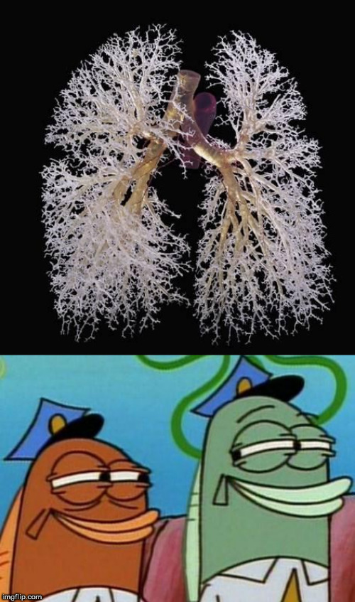 image tagged in spongebob cop fish,lungs | made w/ Imgflip meme maker