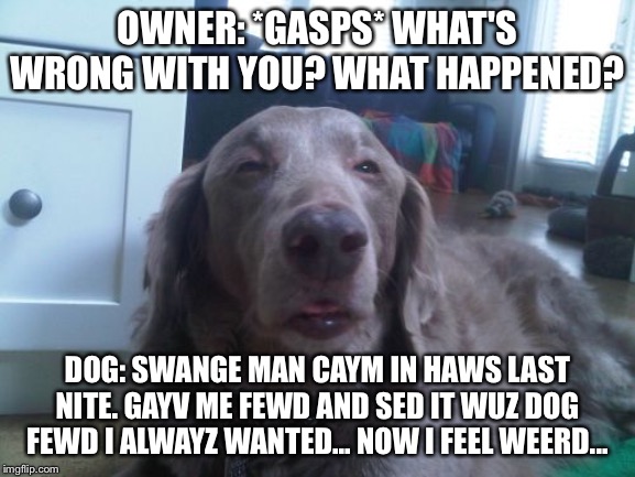 High Dog | OWNER: *GASPS* WHAT'S WRONG WITH YOU? WHAT HAPPENED? DOG: SWANGE MAN CAYM IN HAWS LAST NITE. GAYV ME FEWD AND SED IT WUZ DOG FEWD I ALWAYZ WANTED... NOW I FEEL WEERD... | image tagged in memes,high dog | made w/ Imgflip meme maker
