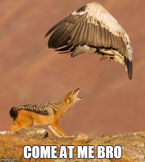 image tagged in animals,come at me bro | made w/ Imgflip meme maker