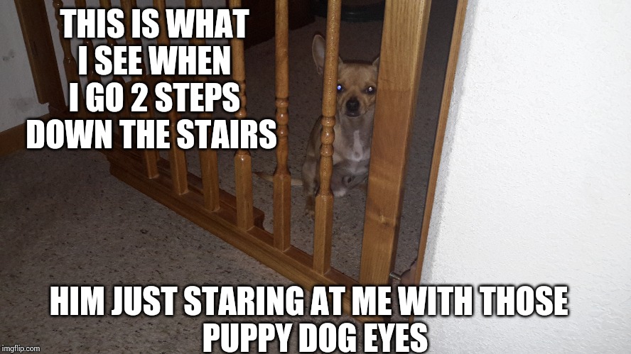 Dog meme | THIS IS WHAT I SEE WHEN I GO 2 STEPS DOWN THE STAIRS; HIM JUST STARING AT ME WITH THOSE  
PUPPY DOG EYES | image tagged in cute dogs | made w/ Imgflip meme maker