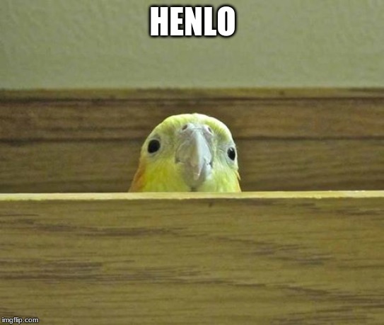 The Birb | HENLO | image tagged in the birb | made w/ Imgflip meme maker