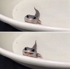 cute salamander bleghh Blank Meme Template