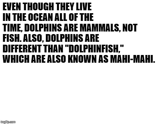 Blank White Template | EVEN THOUGH THEY LIVE IN THE OCEAN ALL OF THE TIME, DOLPHINS ARE MAMMALS, NOT FISH. ALSO, DOLPHINS ARE DIFFERENT THAN "DOLPHINFISH," WHICH A | image tagged in blank white template | made w/ Imgflip meme maker