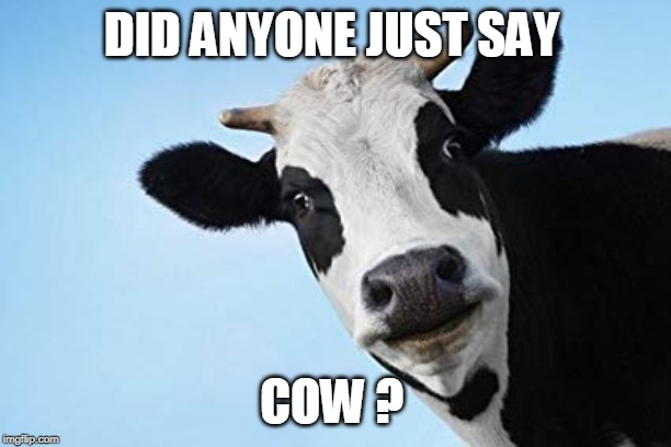 DID ANYONE JUST SAY COW ? | made w/ Imgflip meme maker