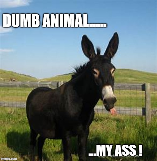 DUMB ANIMAL...... ...MY ASS ! | image tagged in humor,animal humor | made w/ Imgflip meme maker