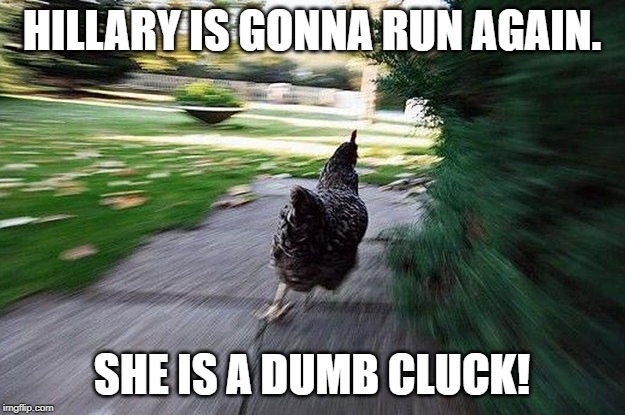 Chicken Running | HILLARY IS GONNA RUN AGAIN. SHE IS A DUMB CLUCK! | image tagged in chicken running | made w/ Imgflip meme maker