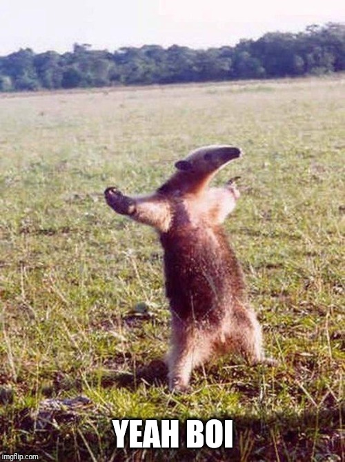 Fight me anteater | YEAH BOI | image tagged in fight me anteater | made w/ Imgflip meme maker