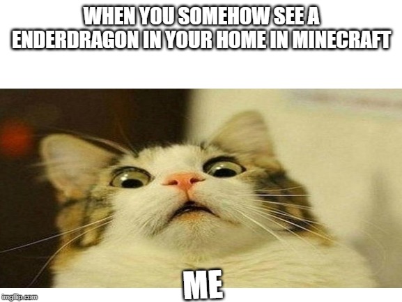 WHEN YOU SOMEHOW SEE A ENDERDRAGON IN YOUR HOME IN MINECRAFT; ME | image tagged in cats | made w/ Imgflip meme maker