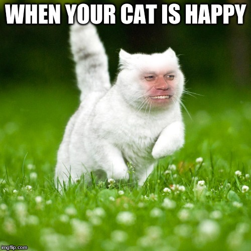 WHEN YOUR CAT IS HAPPY | image tagged in cat | made w/ Imgflip meme maker