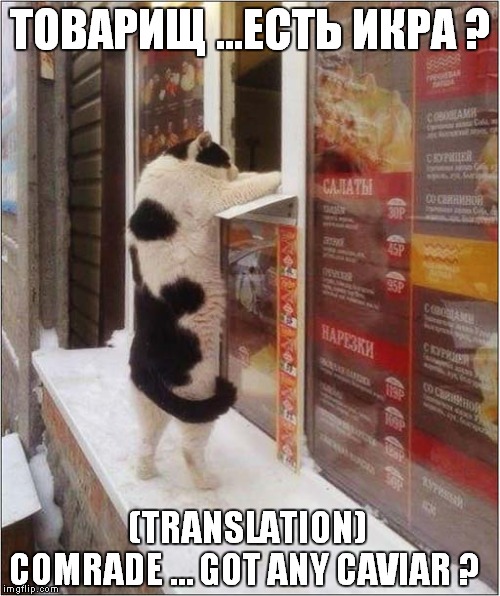 Pronounced: Tovarishch, yest' ikra ? | ТОВАРИЩ ...ЕСТЬ ИКРА ? (TRANSLATION) COMRADE … GOT ANY CAVIAR ? | image tagged in cats,russian | made w/ Imgflip meme maker