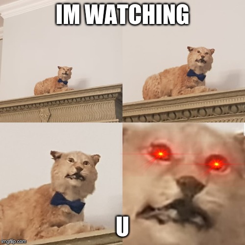 Creepy stuffed cat | IM WATCHING; U | image tagged in creepy stuffed cat | made w/ Imgflip meme maker