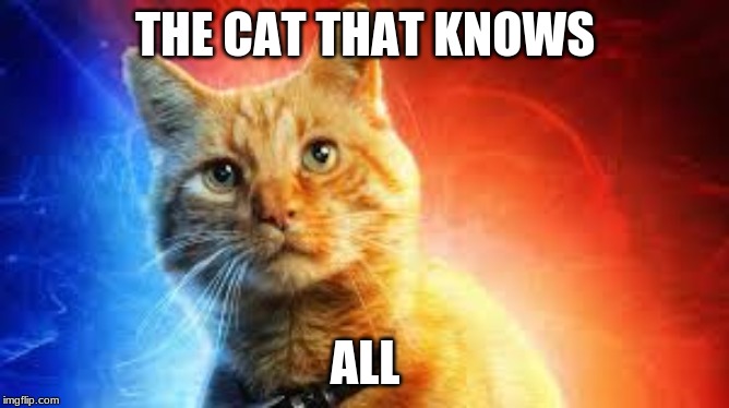 cats | THE CAT THAT KNOWS; ALL | image tagged in cats | made w/ Imgflip meme maker