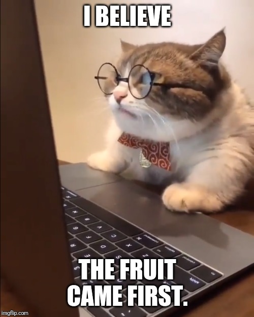 research cat | I BELIEVE THE FRUIT CAME FIRST. | image tagged in research cat | made w/ Imgflip meme maker