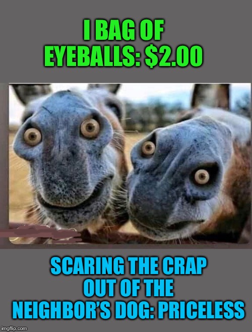 Donkey nose eyes crazy | I BAG OF EYEBALLS: $2.00; SCARING THE CRAP OUT OF THE NEIGHBOR’S DOG: PRICELESS | image tagged in donkey,nose,eyes,prank,funny memes | made w/ Imgflip meme maker