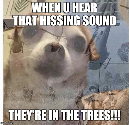 PTSD Chihuahua | WHEN U HEAR THAT HISSING SOUND; THEY'RE IN THE TREES!!! | image tagged in ptsd chihuahua | made w/ Imgflip meme maker