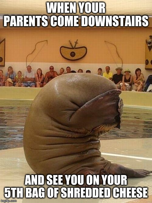 Guilty Walrus | WHEN YOUR PARENTS COME DOWNSTAIRS; AND SEE YOU ON YOUR 5TH BAG OF SHREDDED CHEESE | image tagged in guilty walrus | made w/ Imgflip meme maker