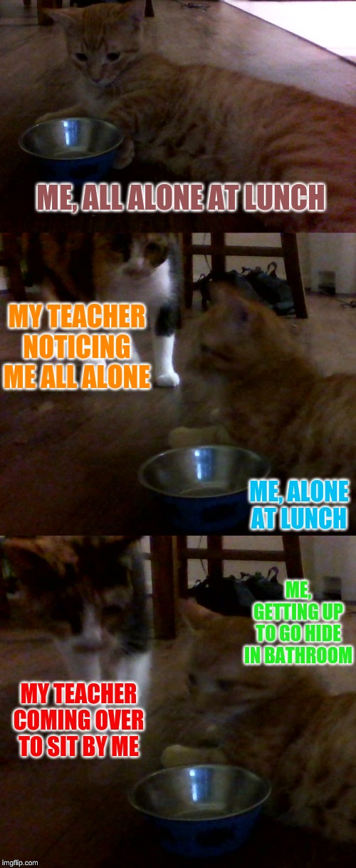 Story of my life |  ME, ALL ALONE AT LUNCH; MY TEACHER NOTICING ME ALL ALONE; ME, ALONE AT LUNCH; ME, GETTING UP TO GO HIDE IN BATHROOM; MY TEACHER COMING OVER TO SIT BY ME | image tagged in funny cat memes,school,fun | made w/ Imgflip meme maker