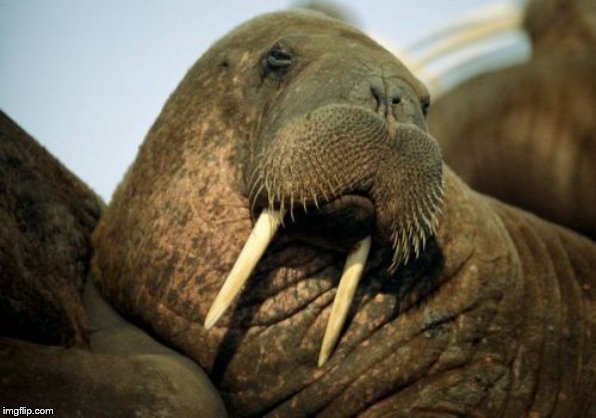 Sexual Deviant Walrus Meme | image tagged in memes,sexual deviant walrus | made w/ Imgflip meme maker