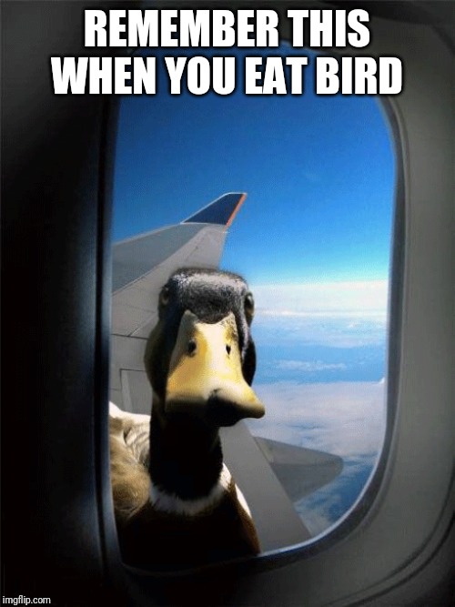 Duck | REMEMBER THIS WHEN YOU EAT BIRD | image tagged in duck,memes | made w/ Imgflip meme maker