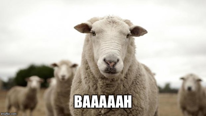 Sheep | BAAAAAH | image tagged in sheep | made w/ Imgflip meme maker