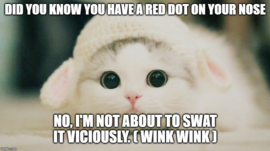 there's something on your nose | DID YOU KNOW YOU HAVE A RED DOT ON YOUR NOSE; NO, I'M NOT ABOUT TO SWAT IT VICIOUSLY. ( WINK WINK ) | image tagged in cute cat | made w/ Imgflip meme maker