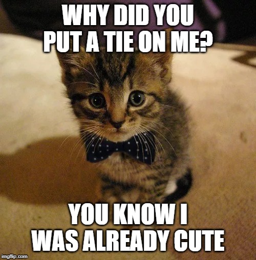 I'm cute | WHY DID YOU PUT A TIE ON ME? YOU KNOW I WAS ALREADY CUTE | image tagged in cute cat,cute kitty | made w/ Imgflip meme maker