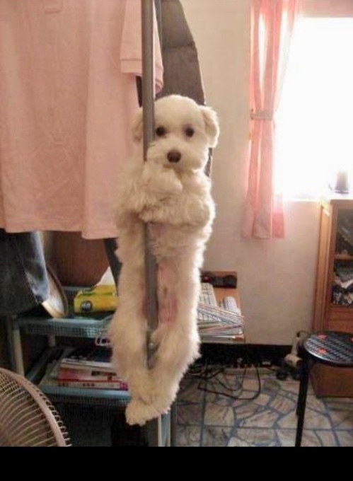 High Quality Pole dancing dog Blank Meme Template