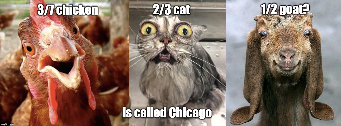 Chicago | 1/2 goat? 2/3 cat; 3/7 chicken; is called Chicago | image tagged in animals | made w/ Imgflip meme maker