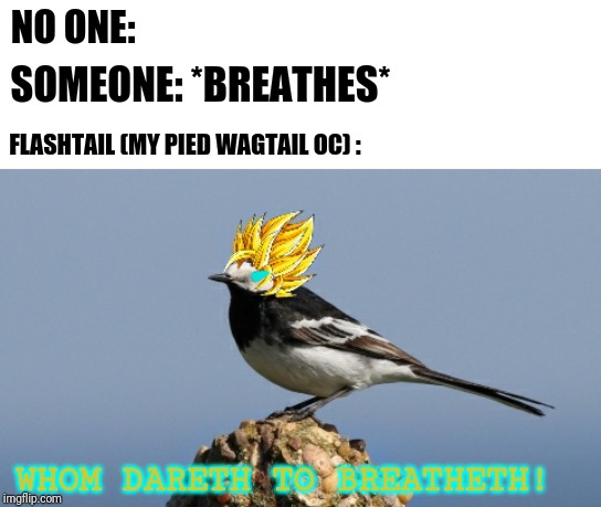 NO ONE: FLASHTAIL (MY PIED WAGTAIL OC) : SOMEONE: *BREATHES* WHOM DARETH TO BREATHETH! | made w/ Imgflip meme maker