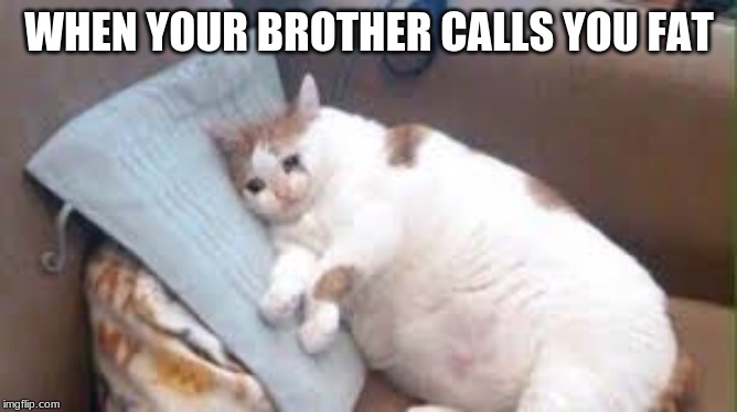 *crying* | WHEN YOUR BROTHER CALLS YOU FAT | image tagged in sad cat,feels bad man,sad,not happy | made w/ Imgflip meme maker
