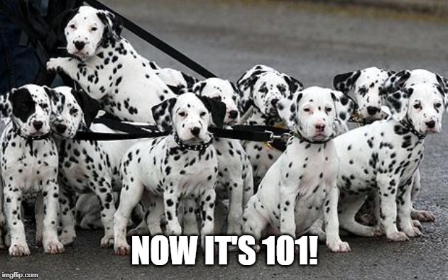dalmatians | NOW IT'S 101! | image tagged in dalmatians | made w/ Imgflip meme maker