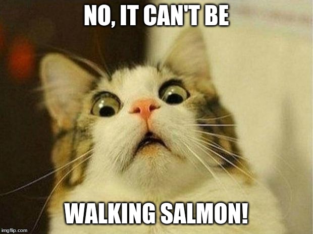 Scared Cat | NO, IT CAN'T BE; WALKING SALMON! | image tagged in memes,scared cat | made w/ Imgflip meme maker