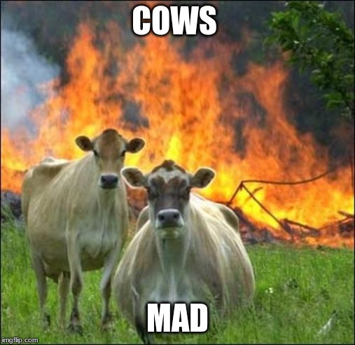 COWS MAD | image tagged in memes,evil cows | made w/ Imgflip meme maker